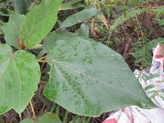 Ficus