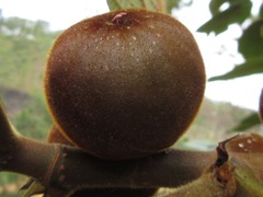 Ficus