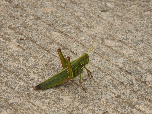 Large Green Grasshopper