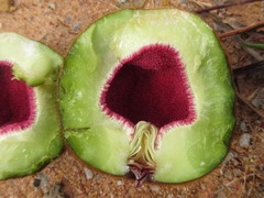 Ficus