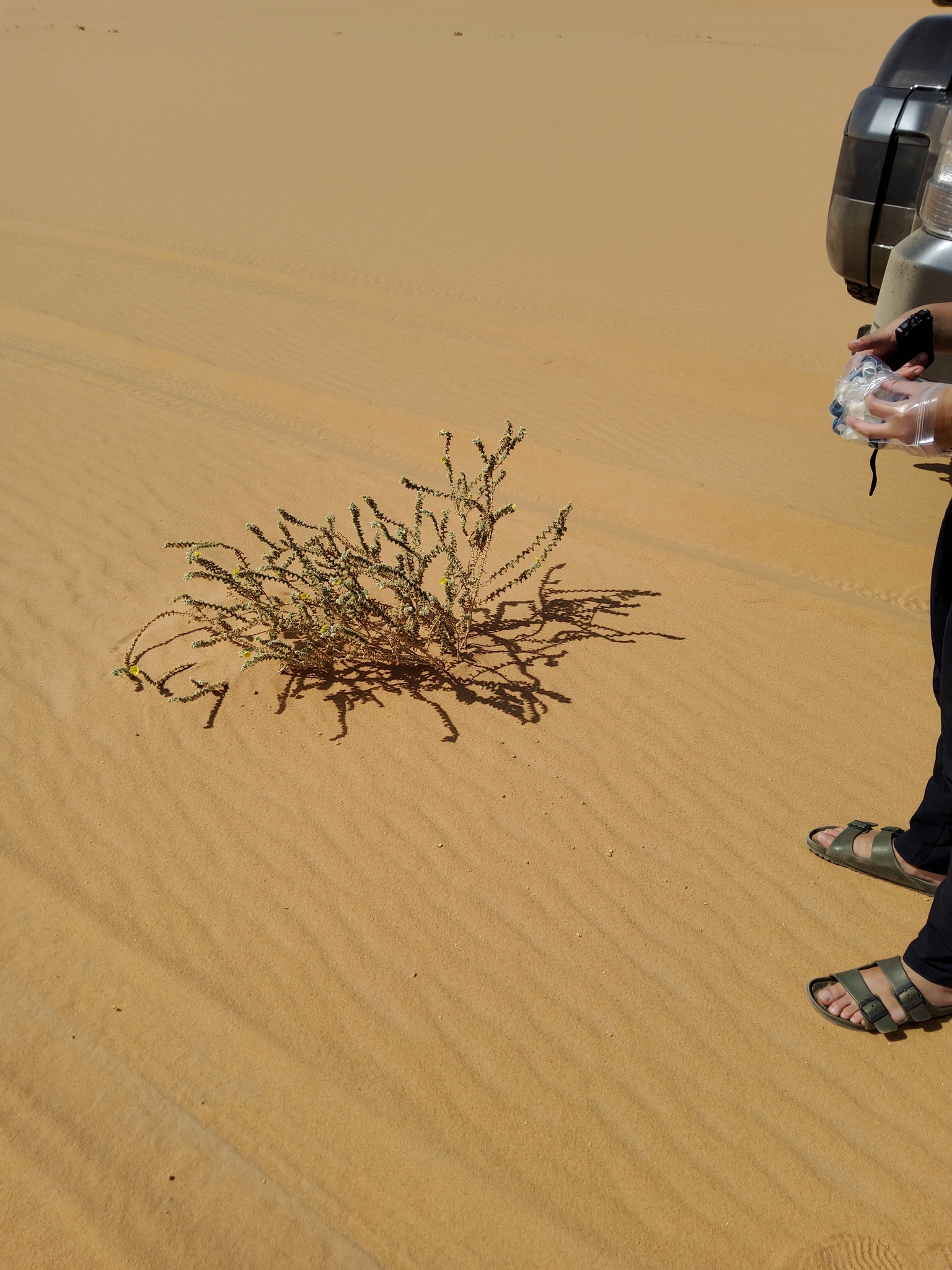 Tribulus arabicus