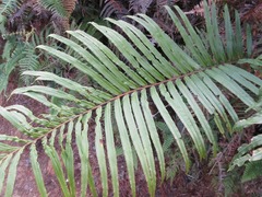 Blechnaceae