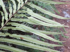 Blechnaceae