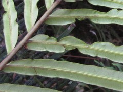 Blechnaceae