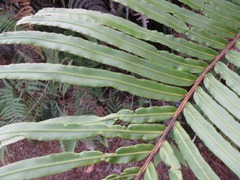 Blechnaceae