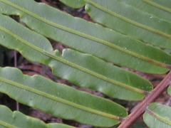 Blechnaceae