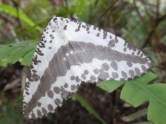 Abraxaphantes perampla