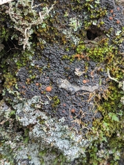 Fuscopannaria coralloidea