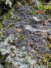 Fuscopannaria coralloidea