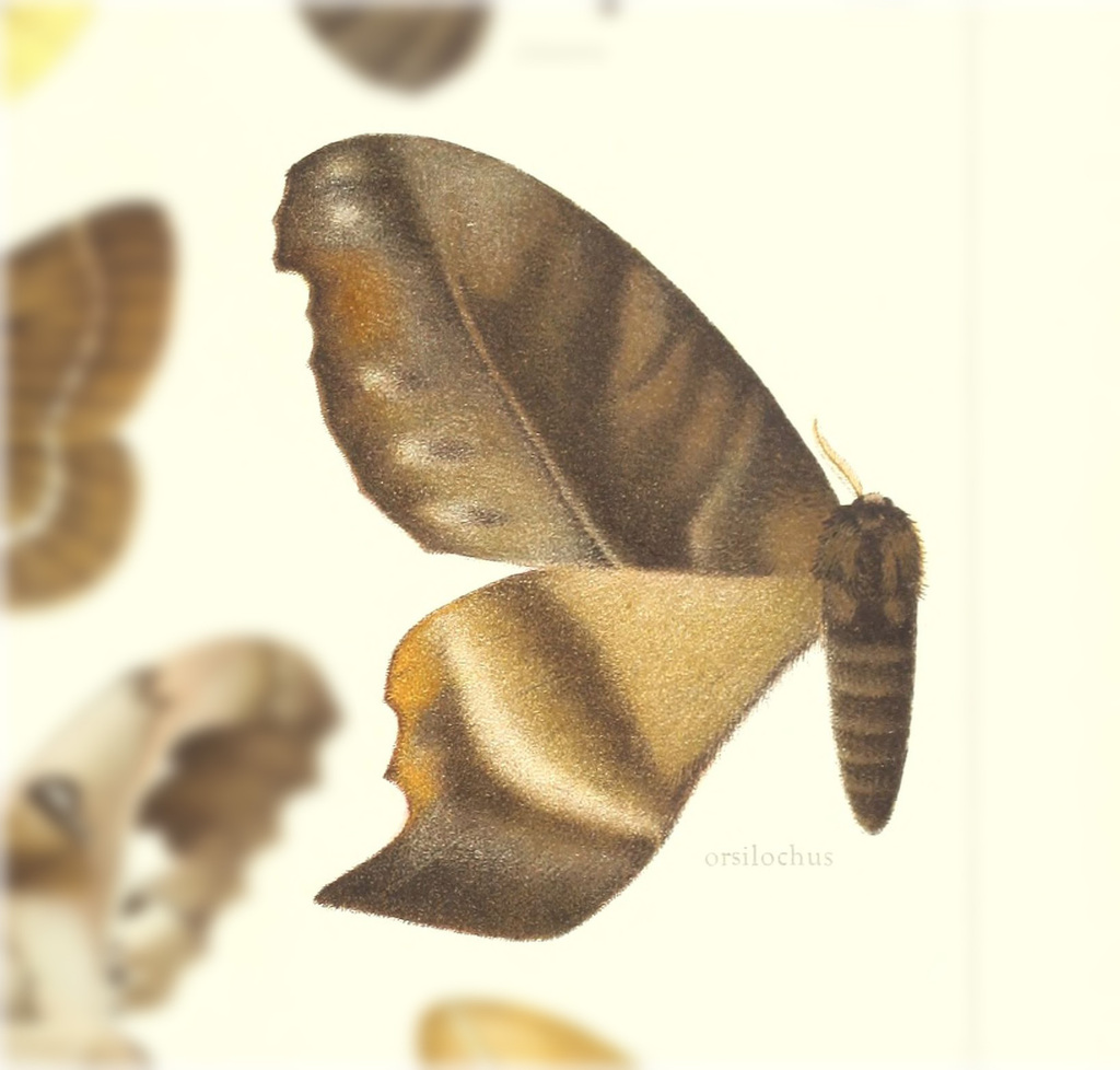 Paradaemonia orsilochus