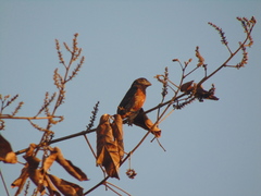 Sporophila angolensis
