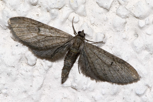 Eupithecia fraxinata