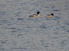 Mergus merganser