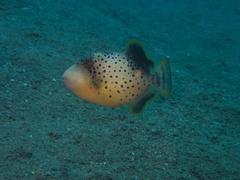 Pseudobalistes flavimarginatus