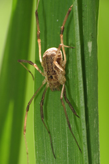 Protolophus niger