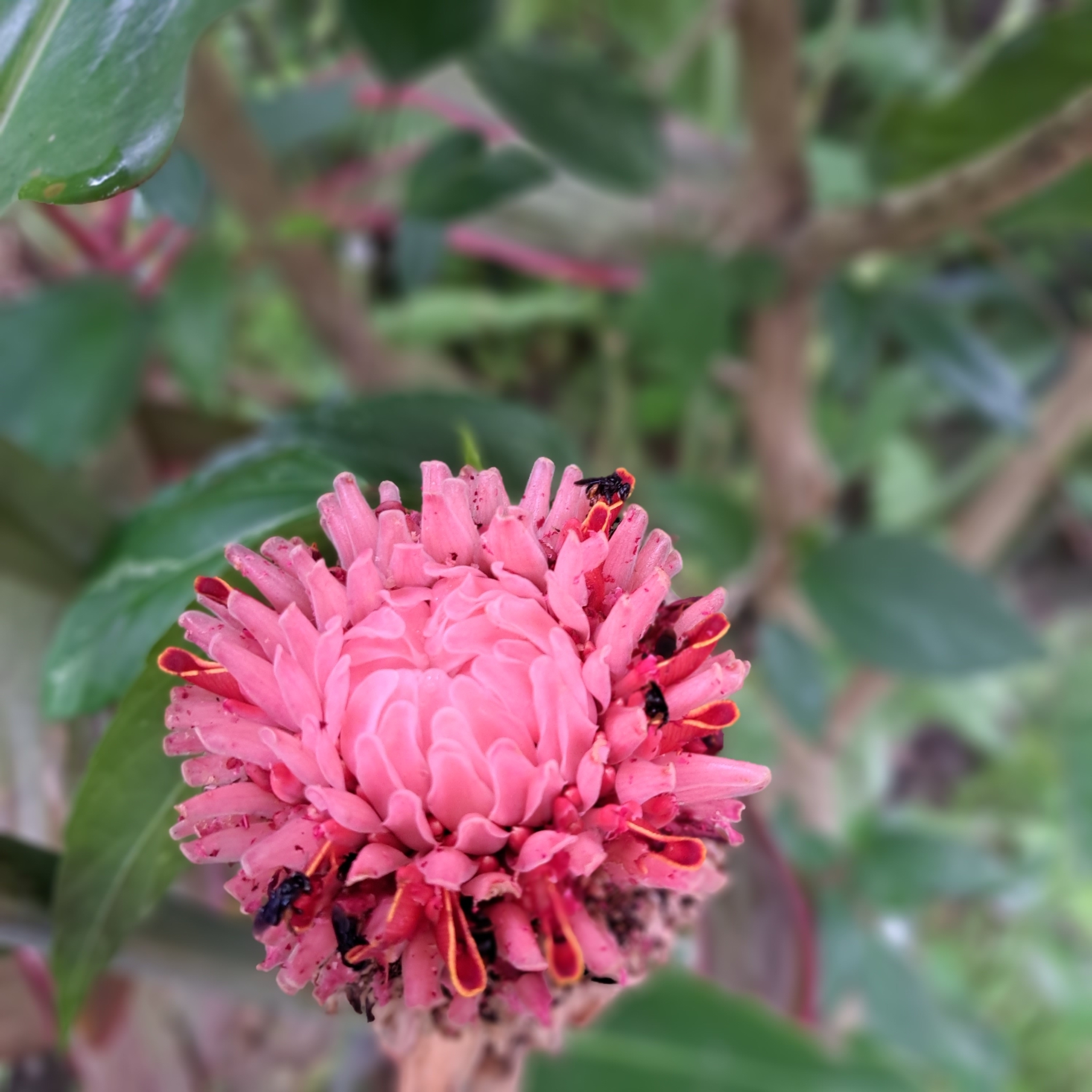 Etlingera elatior