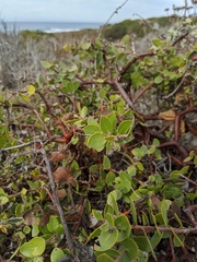 Arctostaphylos cruzensis