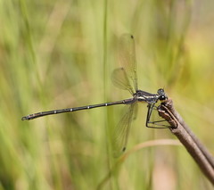 Austroargiolestes isabellae