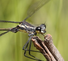 Austroargiolestes isabellae