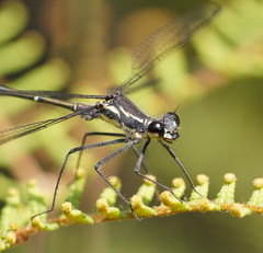 Austroargiolestes isabellae