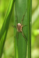 Protolophus niger