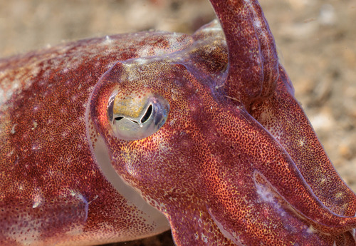 Elegant Cuttlefish