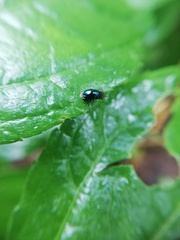 Spaniocelyphus cognatus