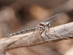 Eusynthemis tillyardi