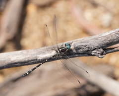 Eusynthemis tillyardi