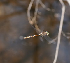 Procordulia jacksoniensis