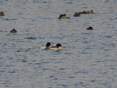 Mergus merganser