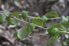 Ditaxis aphoroides