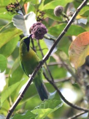 Blue-Winged Leafbird photo 3