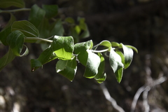 Ditaxis aphoroides