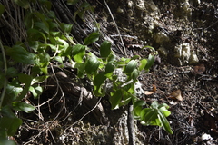 Ditaxis aphoroides