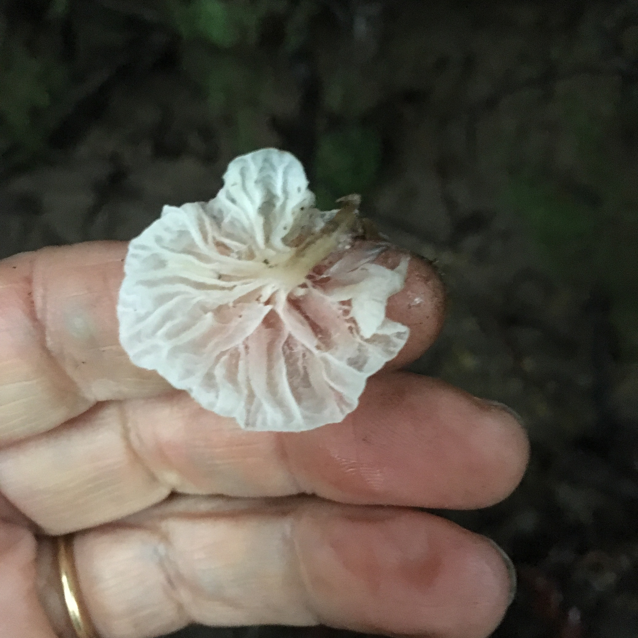 Hemimycena candida image