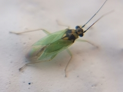 Cyrtorhinus lividipennis