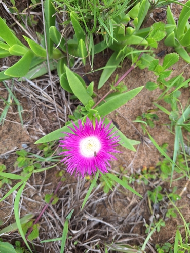 Carpobrotus dimidiatus, photograph 5
