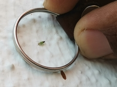 Cyrtorhinus lividipennis