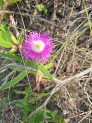Carpobrotus dimidiatus, photograph (c) Andreas De Beer, some rights reserved (CC BY)