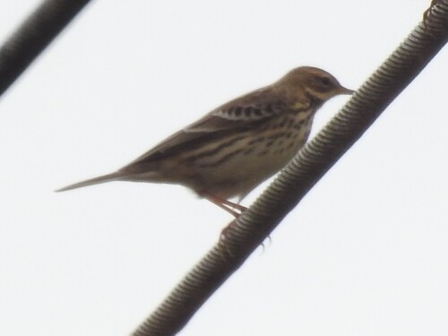 Siberian Pipit