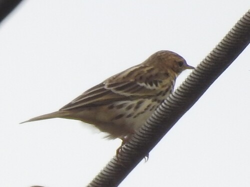 Red-throated Pipit