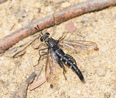 Mydidae