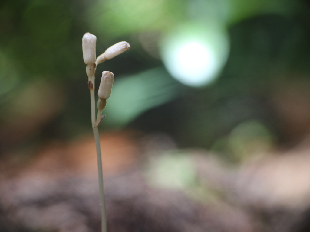 Gastrodia peichatieniana