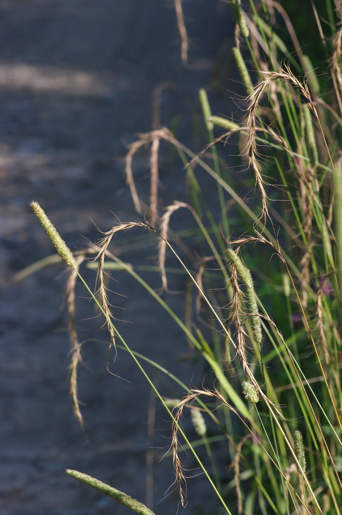Siberian Wild Rye from Тигровой, Приморский край, Россия, 692875 on ...