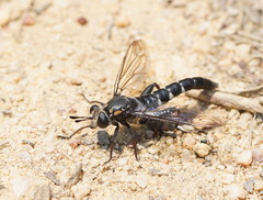 Mydidae