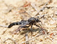 Mydidae