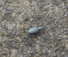 Actenonyx bembidioides