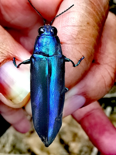 Subspecies Chrysochroa fulminans chrysura · iNaturalist