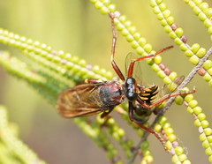 Daptolestes